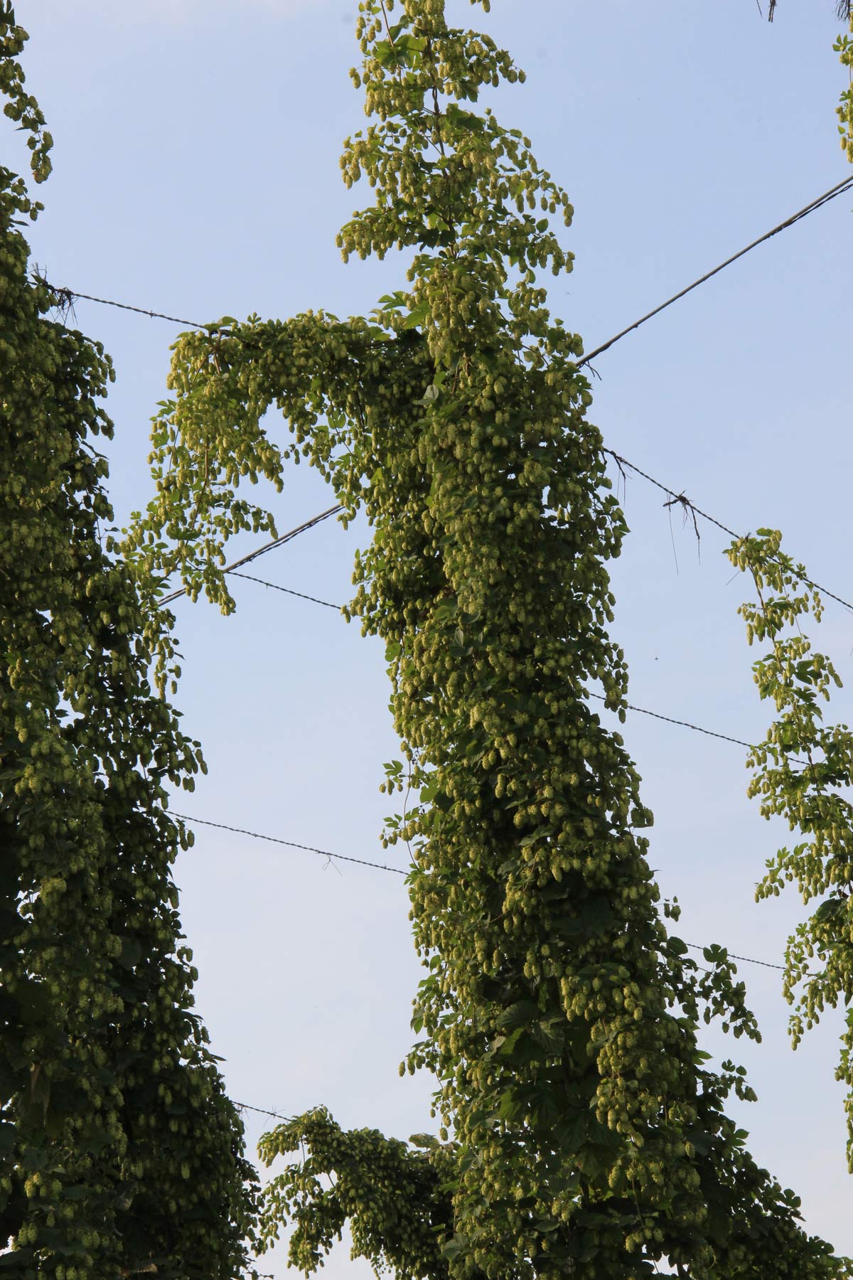 Hopfenrebe Hopfenkränze